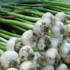 garlic-table